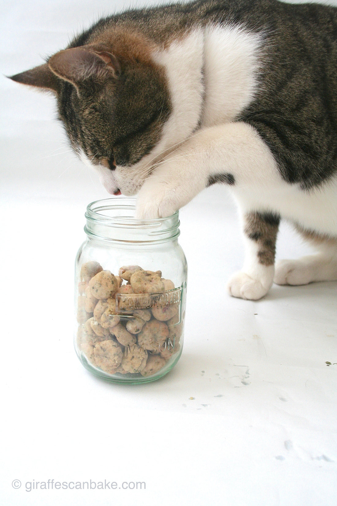 Irresistible Tuna and Catnip Cat Treats Recipe