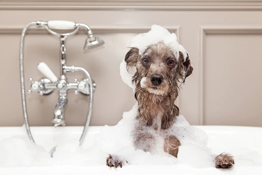 8 Tips for Bathing Your Dog This Winter 🐾❄️